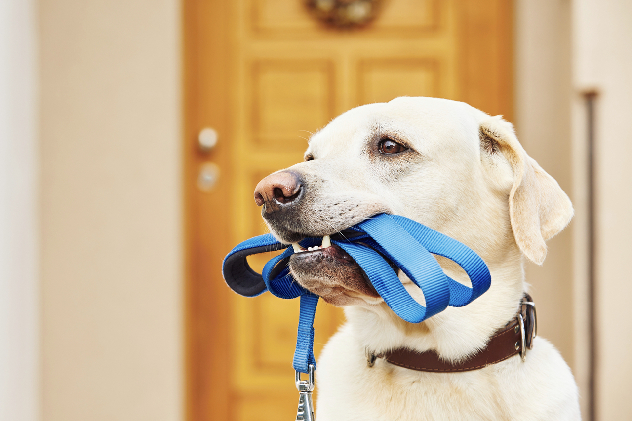 犬のしつけ教室